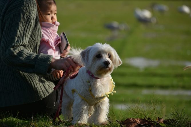 dog