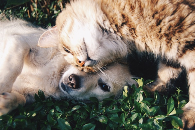 cat and dog
